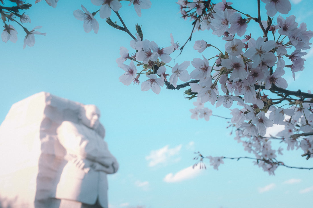 Cherry Blossom Portraits in Washington DC: Your 2025 Guide